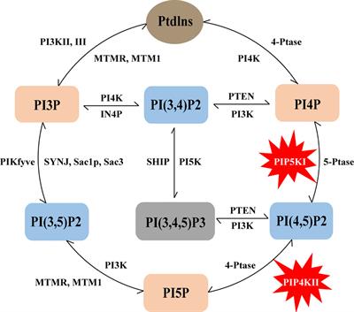 Lipid kinases PIP5Ks and PIP4Ks: potential drug targets for breast cancer